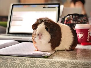 Hamster lying on top of notebook in front of laptop.