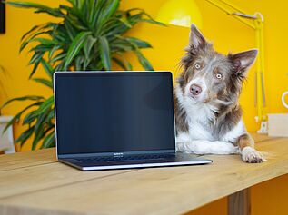 Border Collie peering from behind laptop sitting on desk.