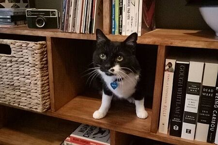 Cat named Rufus peaking head out from bookshelf