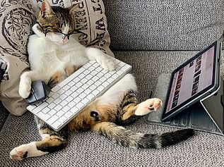 'Katzenbusiness' Cat wearing glasses operating keyboard/mouse viewing laptop